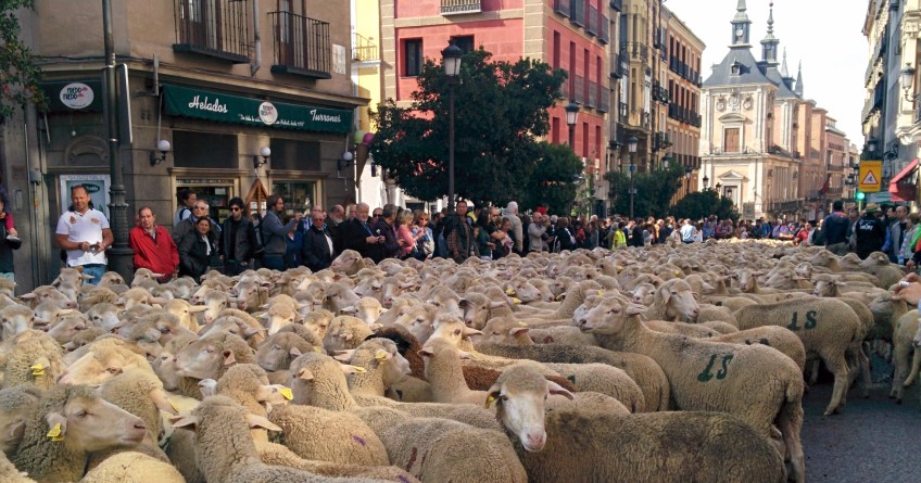 Fiesta de la Trashumancia 2019 en Madrid, horario y recorrido