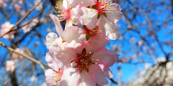 almendros-flor-retiro