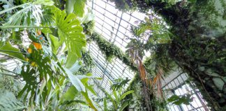 Jardín Botánico de Madrid, precio de las entradas y cuál es el horario gratuito