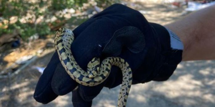 Serpiente Mercamadrid