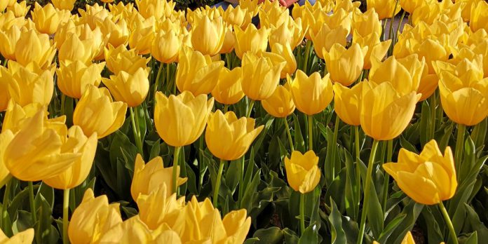 Tulipanes en el Jardín Botánico