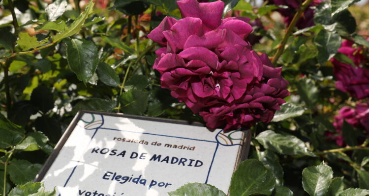 Concurso de la Rosa Villa Madrid