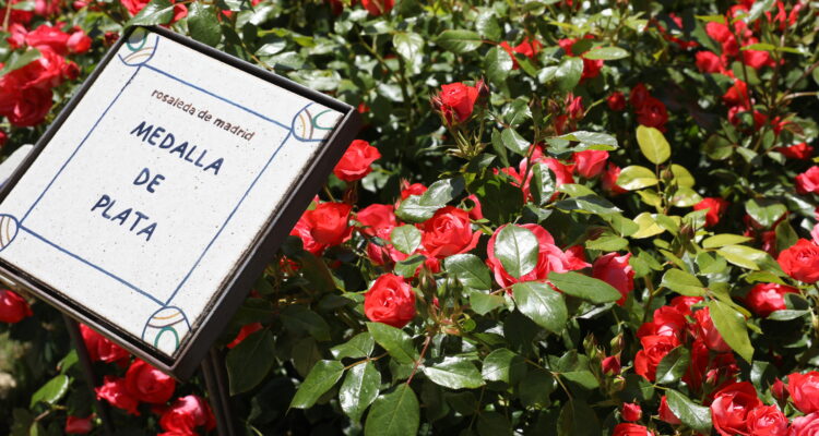 Concurso de la Rosa Villa Madrid