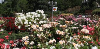 Rosaleda parque del Oeste