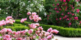 Rosaleda Jardín Botánico