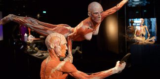 llega ifema exposición body worlds ritmo vida