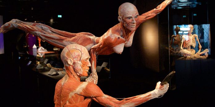 llega ifema exposición body worlds ritmo vida