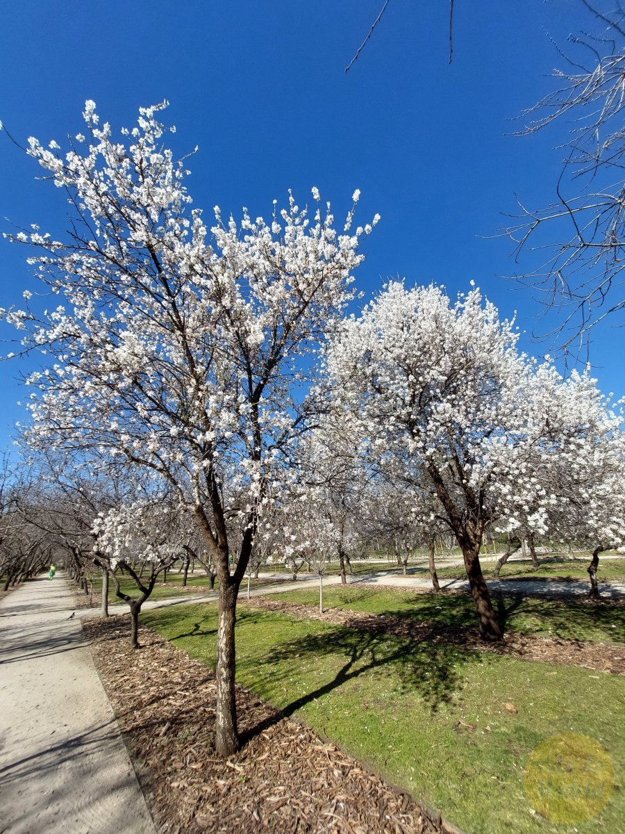 Almendros en flor | Parque del Retiro | 2022 | Madrid | Dónde están mapa |  Fotos