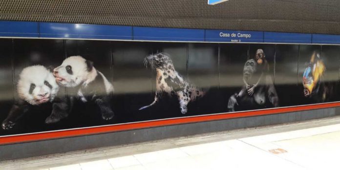 exposicion-zoo-madrid-pedro-jarque-metro-madrid-1