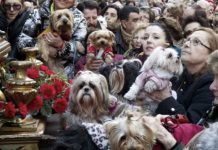 Fiestas de San Antón 2026: fechas y programa