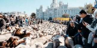 Llega la Trashumancia 2025 a Madrid: (no) sigas el rebaño y usa Zity con su Welcome Bonus X2